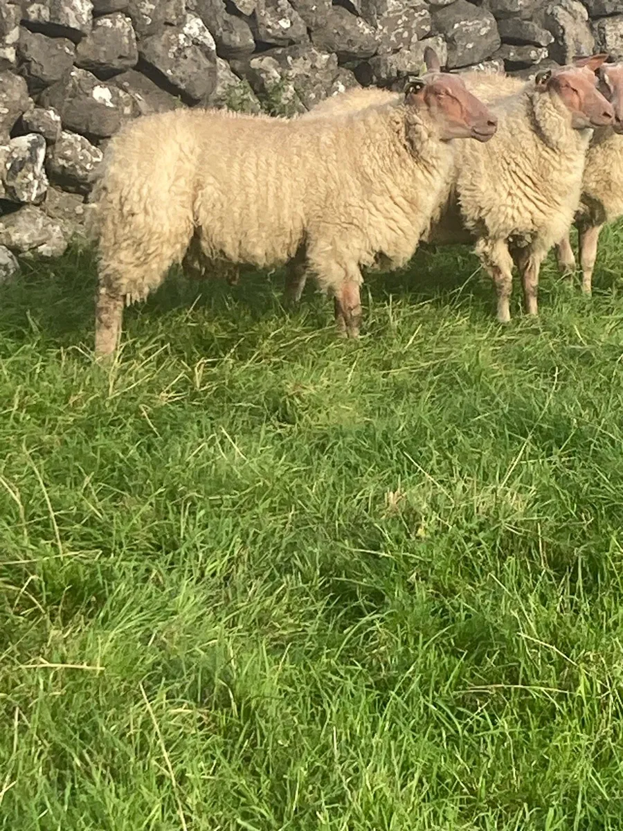 Rouge ram lambs - Image 4