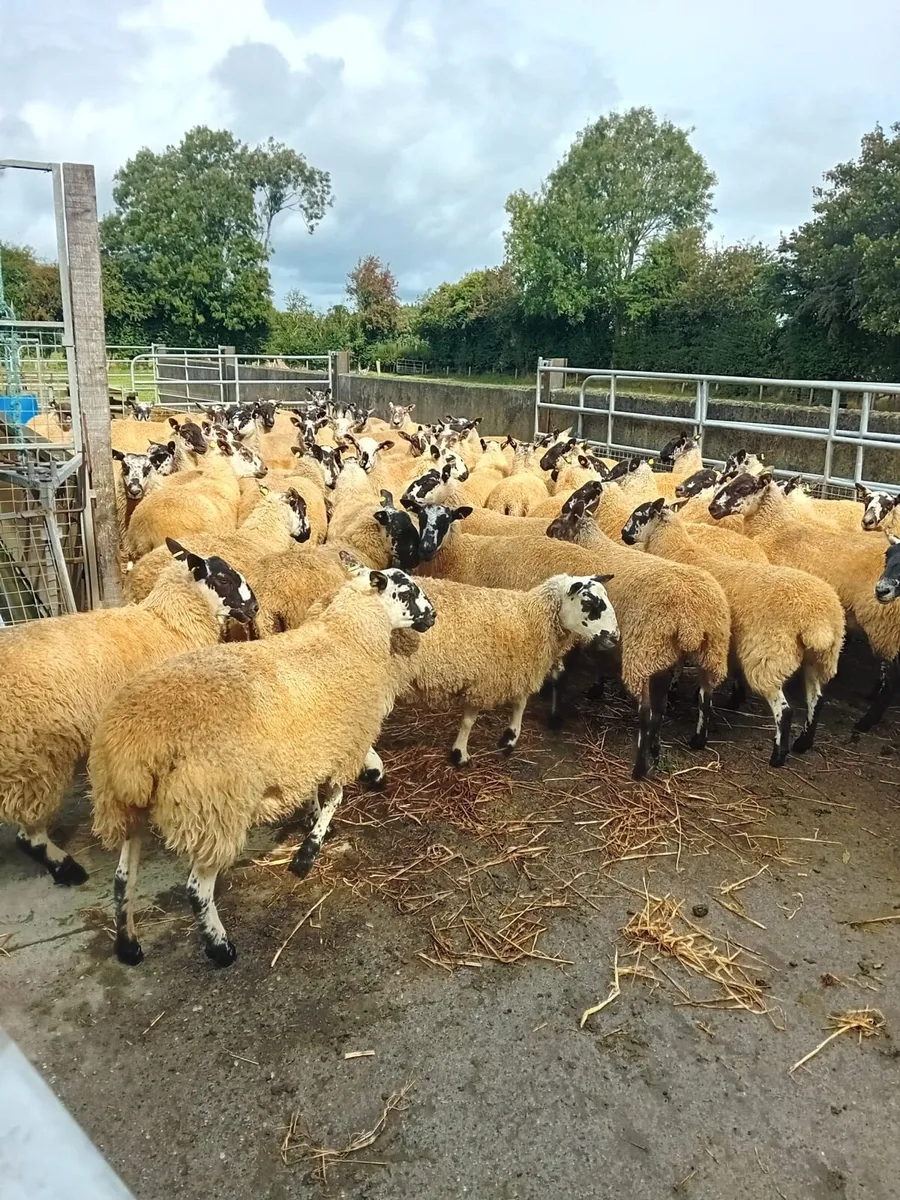 Mule Ewe Hoggets