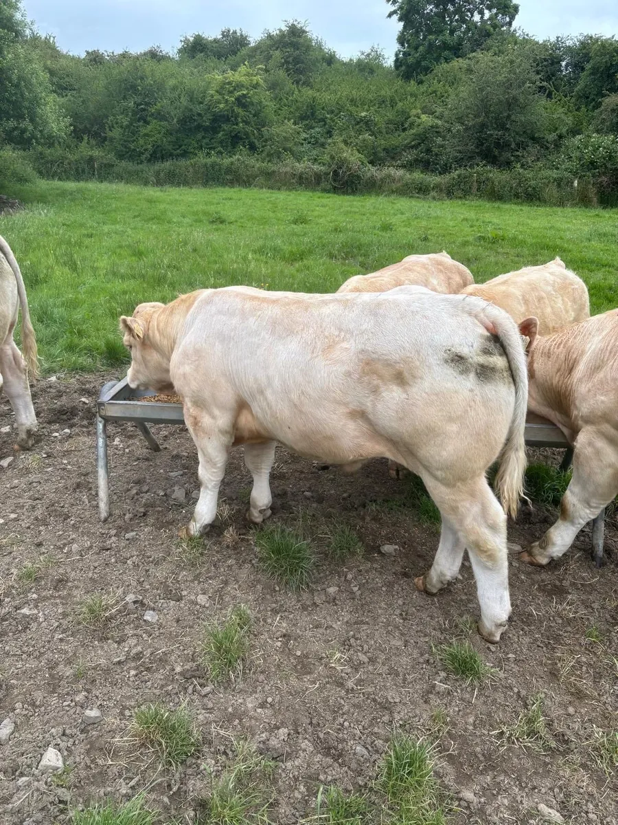 2 Pedigree 5 Star Charolais Bulls for sale - Image 1