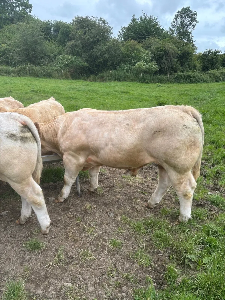 2 Pedigree 5 Star Charolais Bulls for sale - Image 2