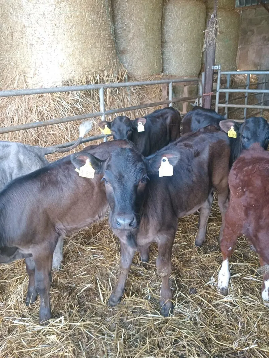 Six reared calves - Image 1