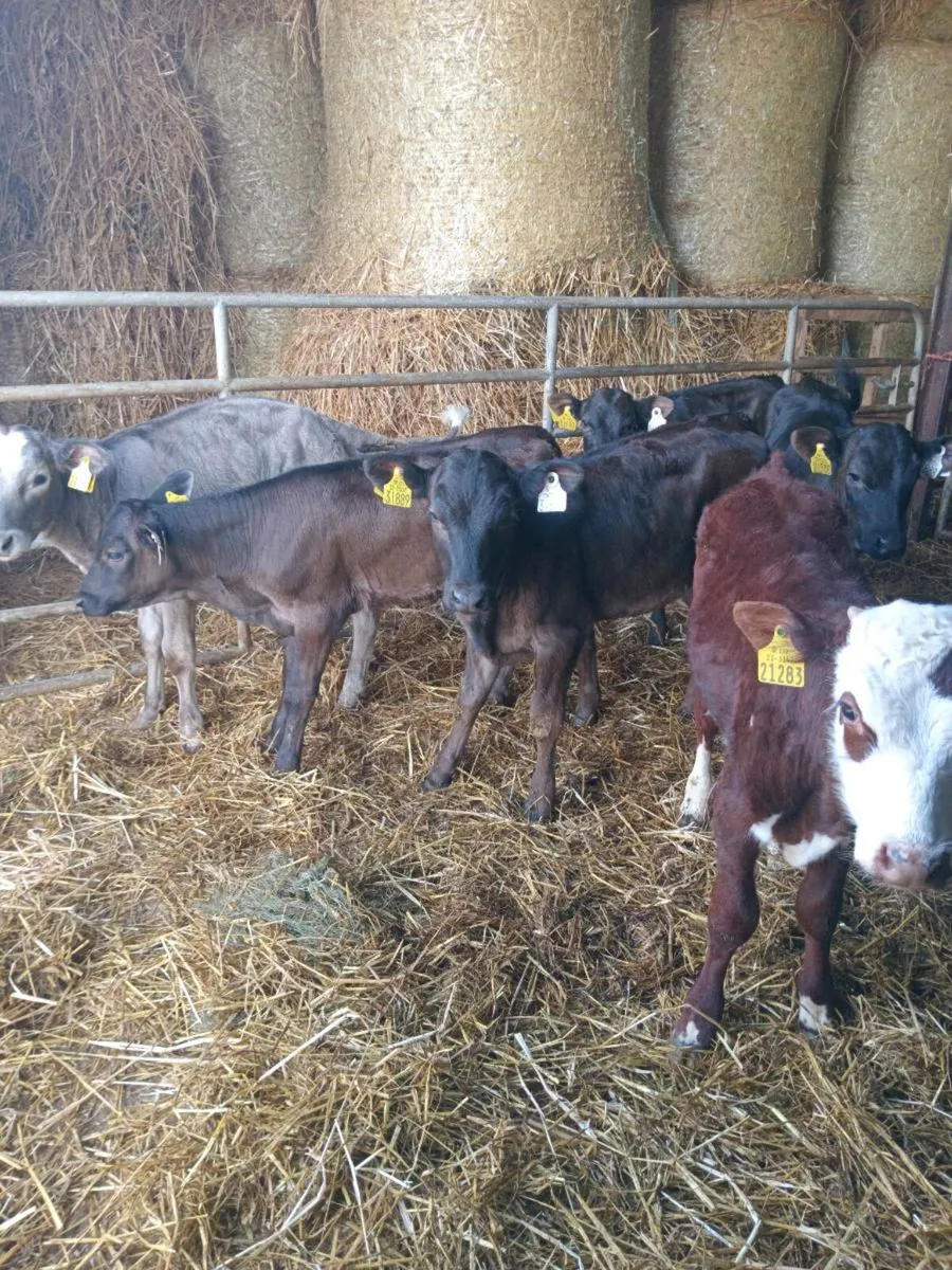 Six reared calves - Image 2