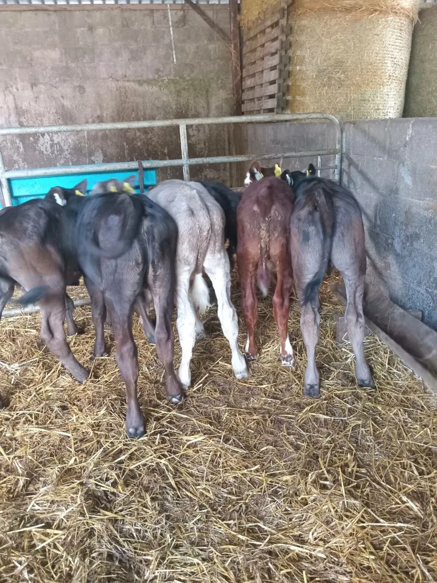 Six reared calves - Image 3