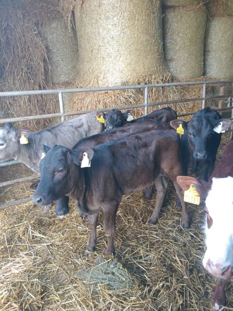 Six reared calves - Image 4