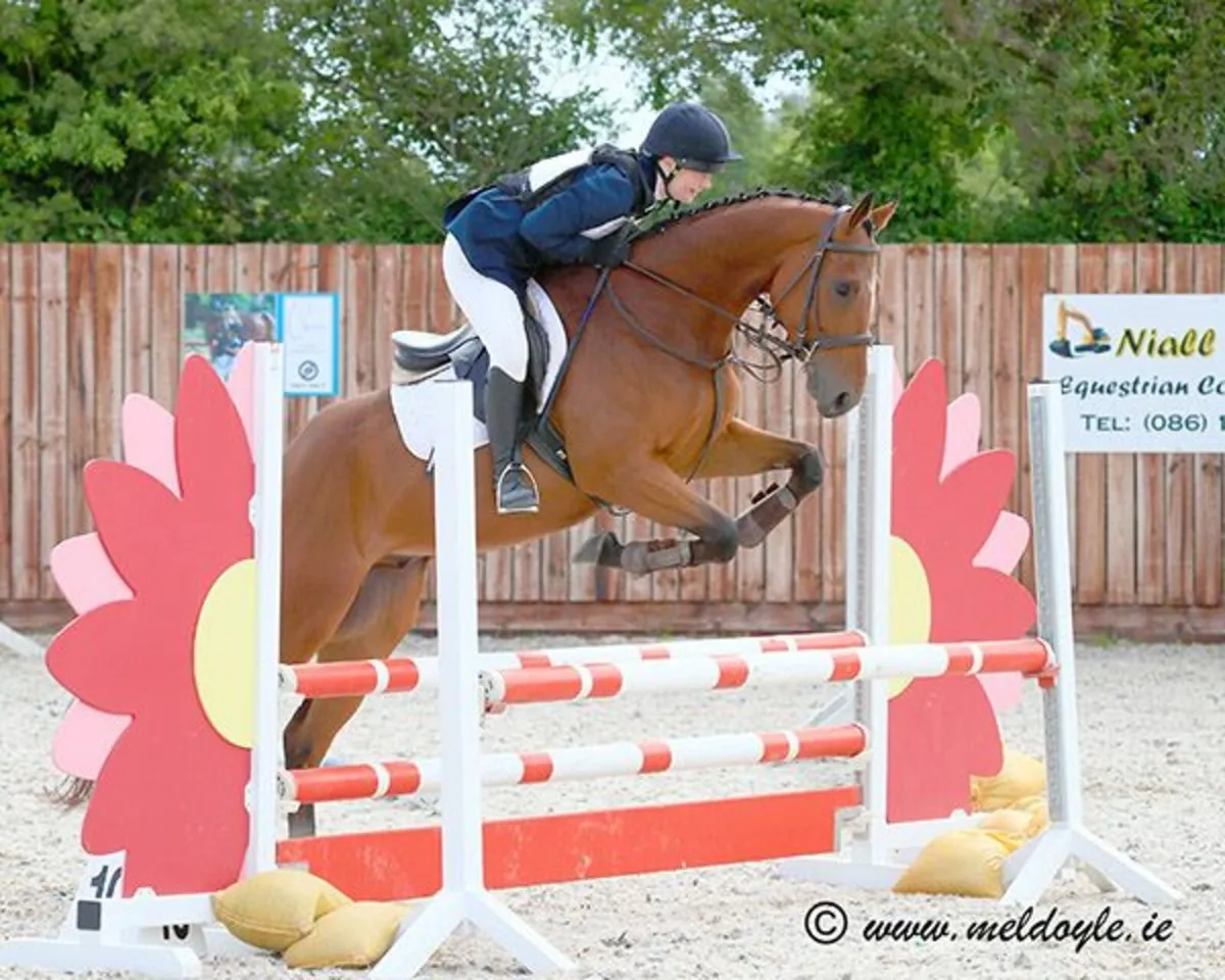 Riding Club / Pony club Horse - Image 1