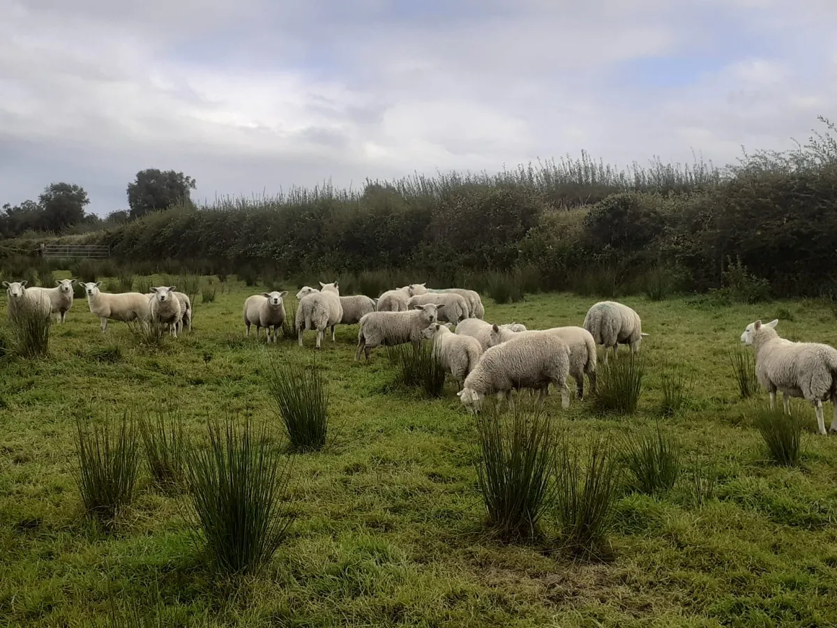 Texel lambs - Image 1