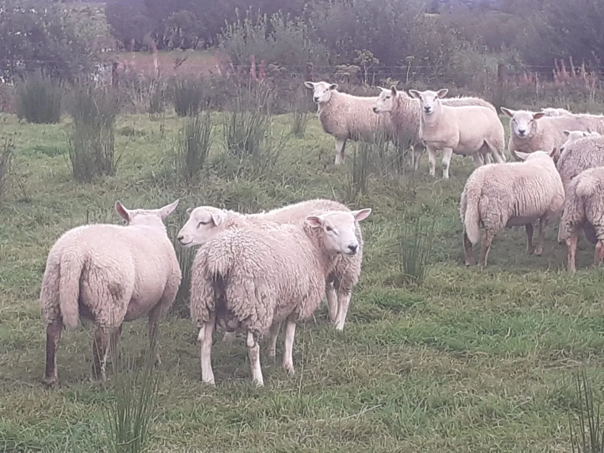 Texel lambs - Image 2