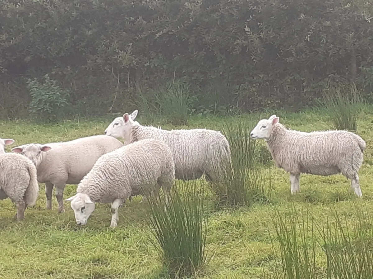 Texel lambs - Image 3