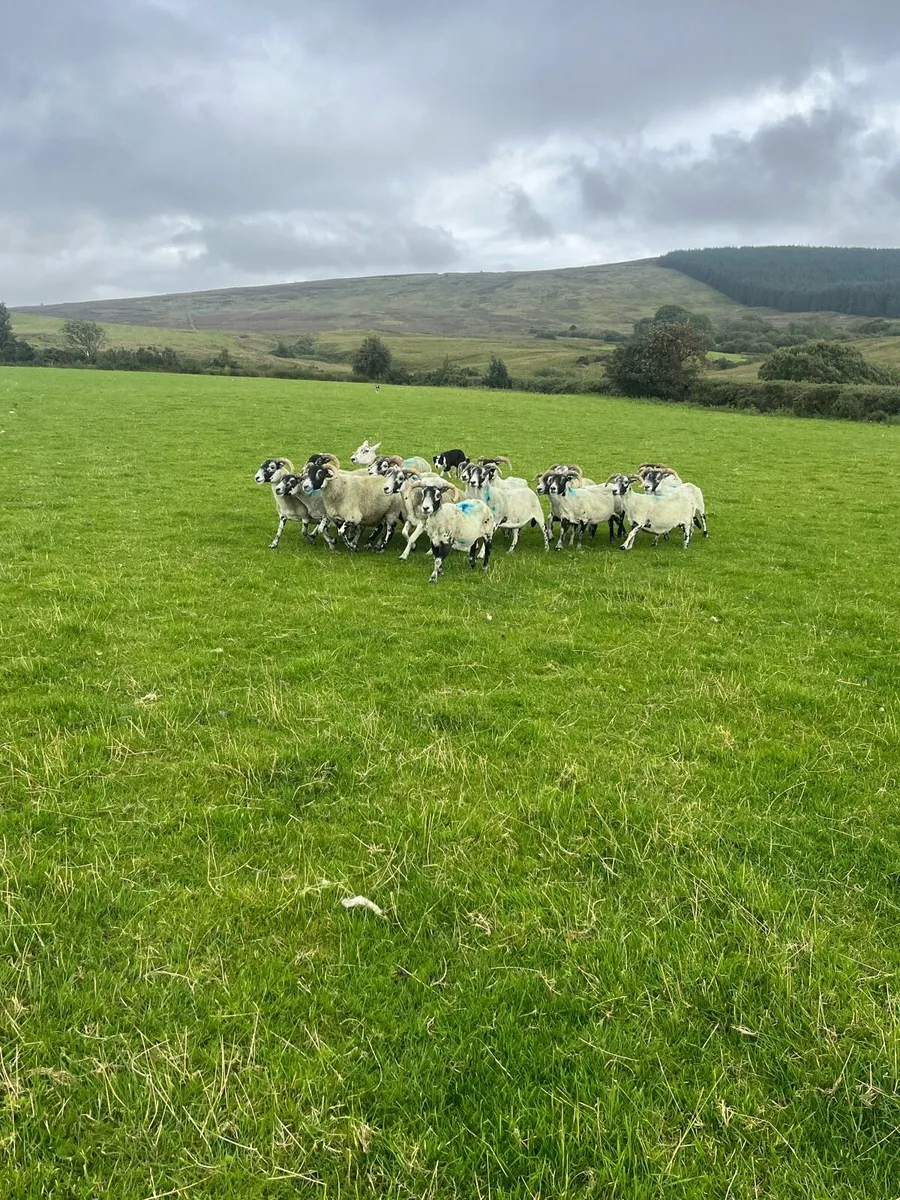 Broken Mouth Correct Horn Ewes - Image 1