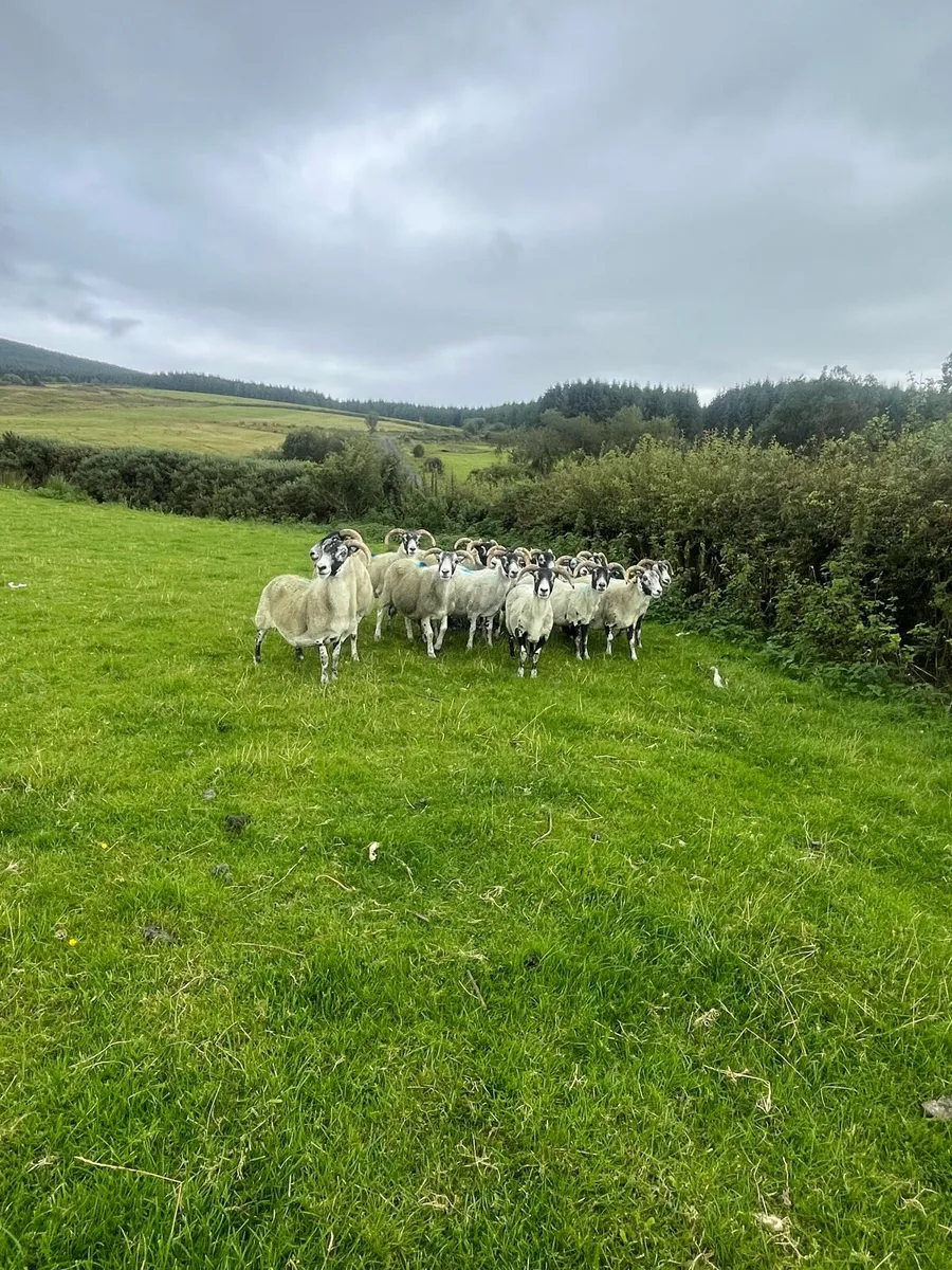 Broken Mouth Correct Horn Ewes - Image 2