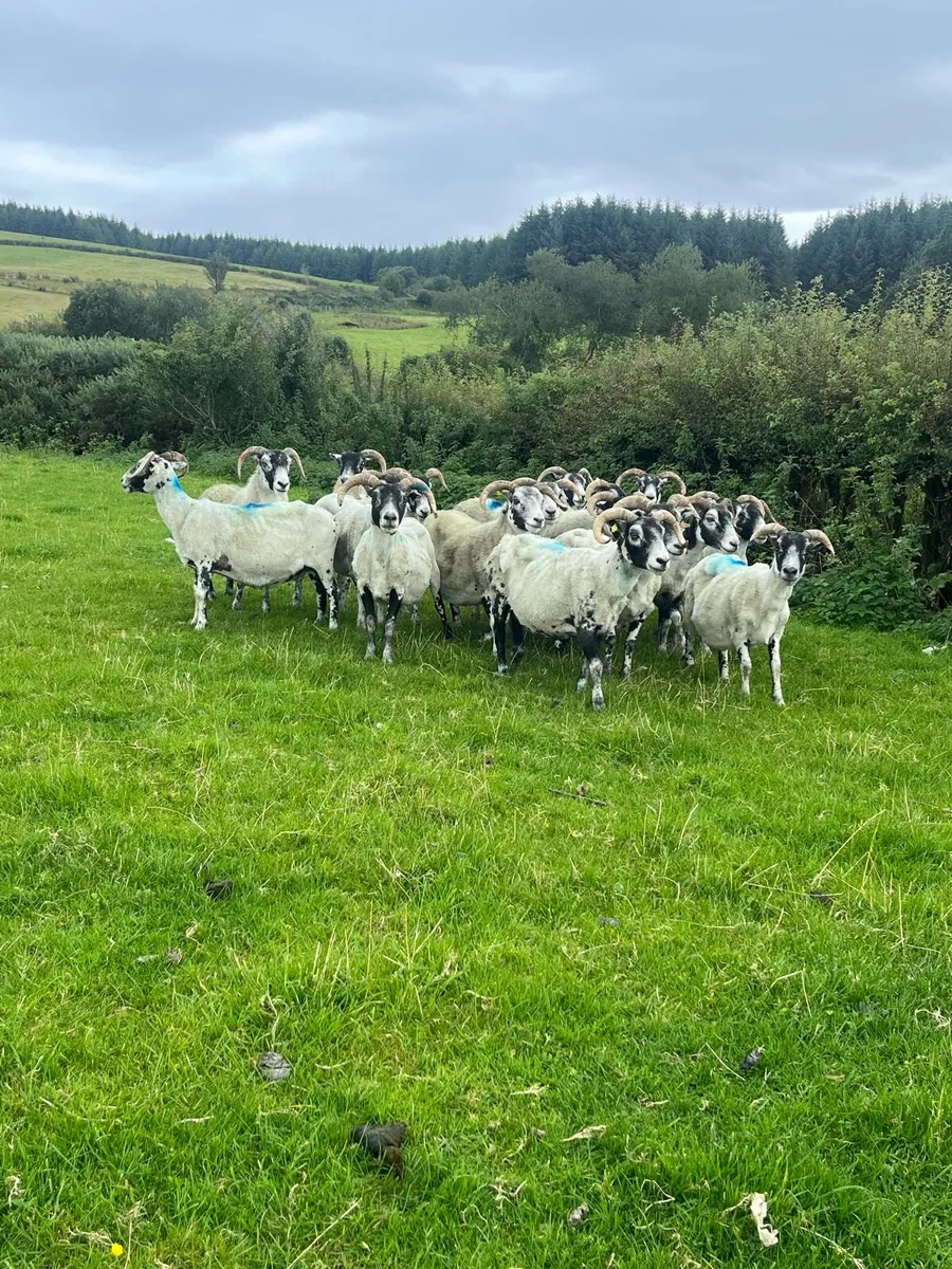 Broken Mouth Correct Horn Ewes - Image 3