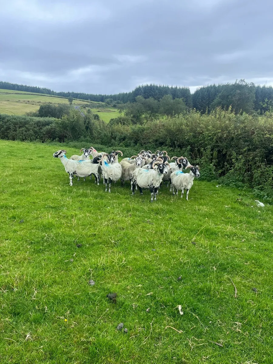 Broken Mouth Correct Horn Ewes - Image 4