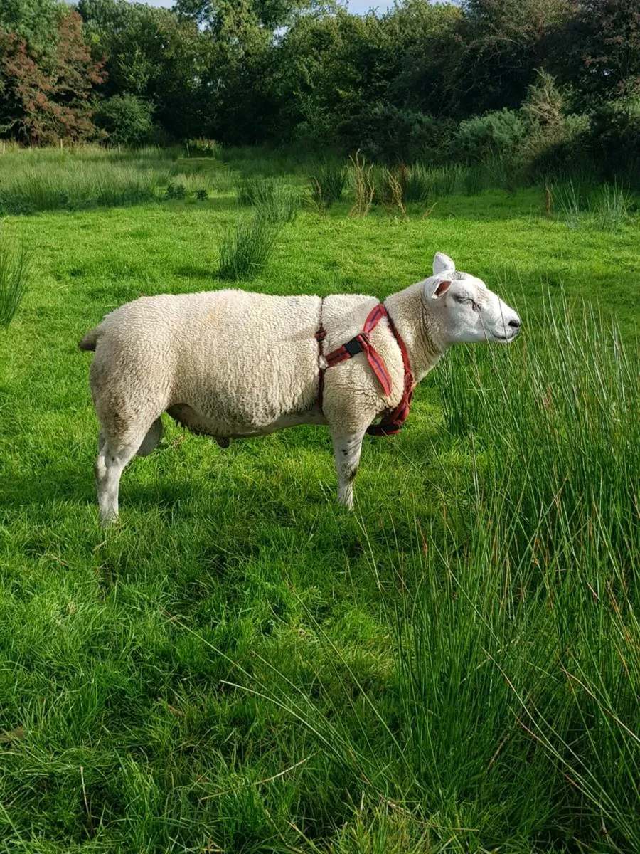 Texel ram lambs / hogget ram - Image 3