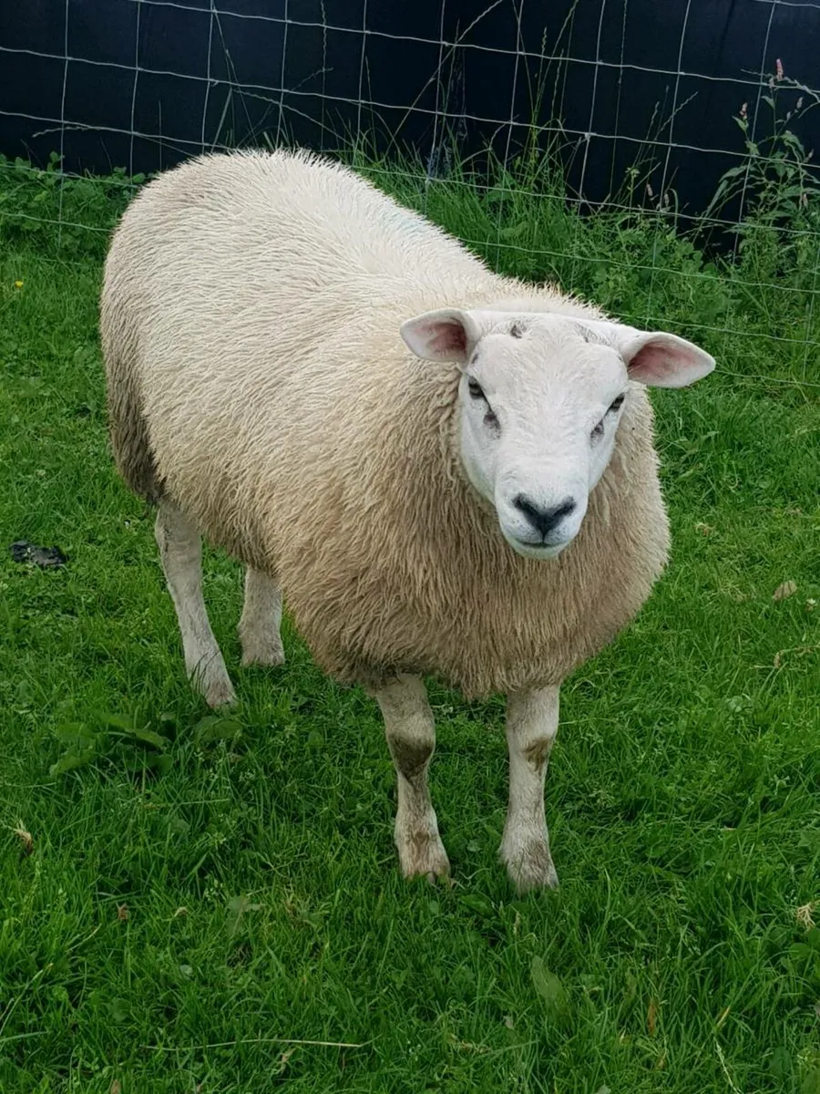 Texel ram lambs / hogget ram - Image 4
