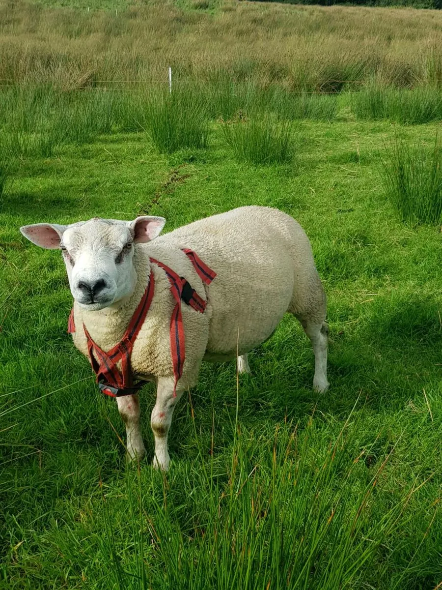 Texel ram lambs / hogget ram - Image 1