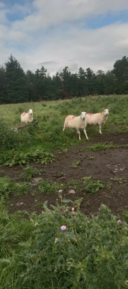 50 cull ewes - Image 1