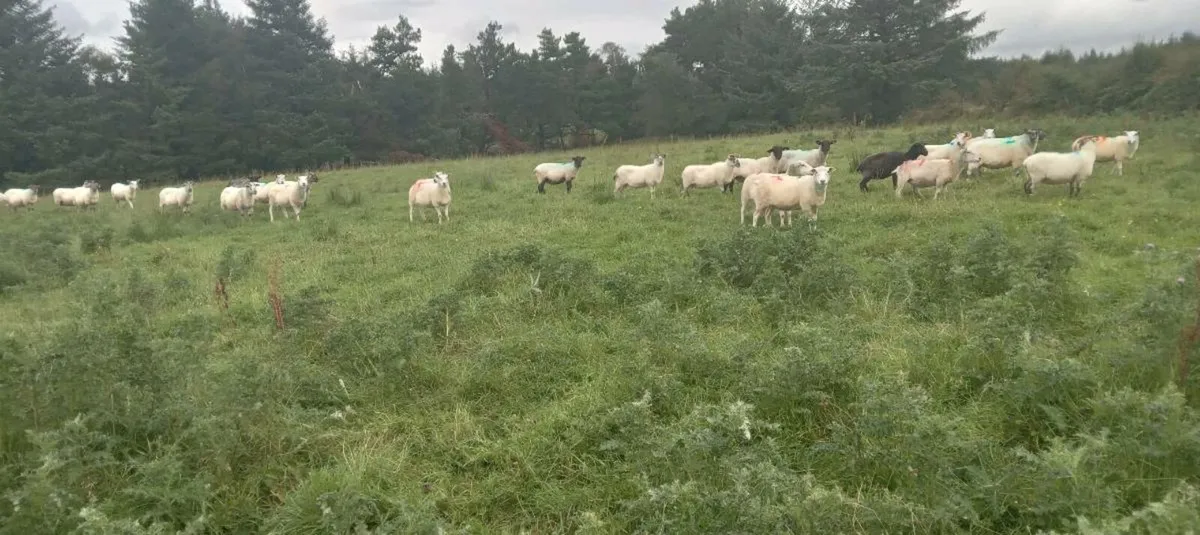 50 cull ewes - Image 2