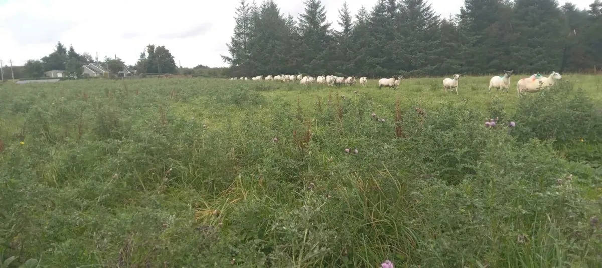 50 cull ewes - Image 3