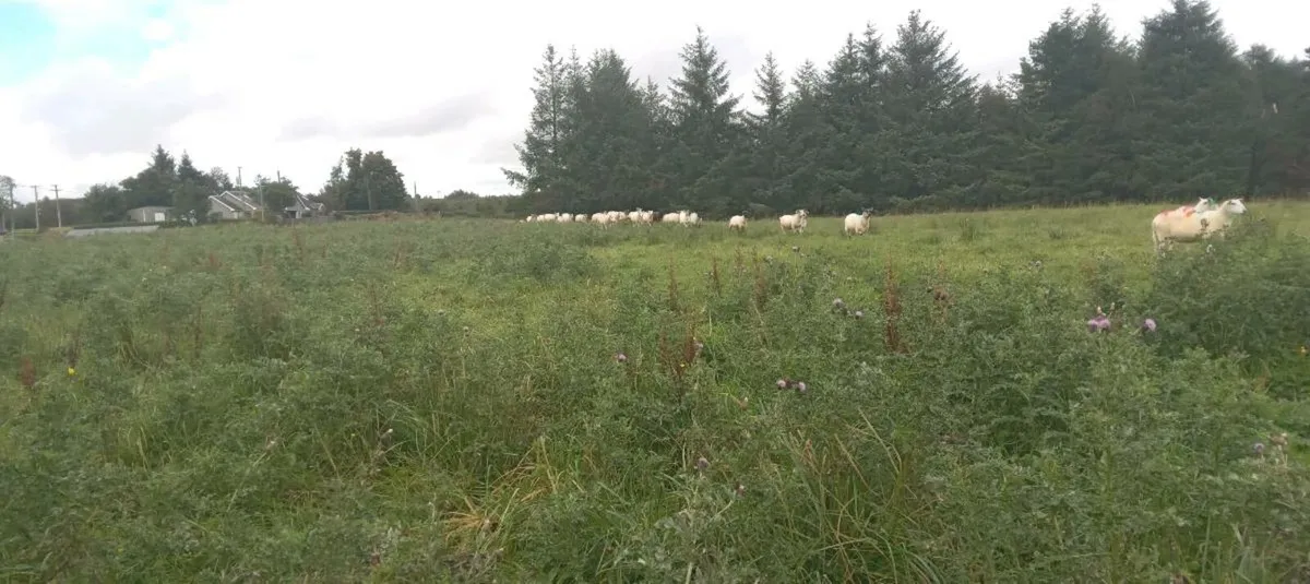 50 cull ewes - Image 4
