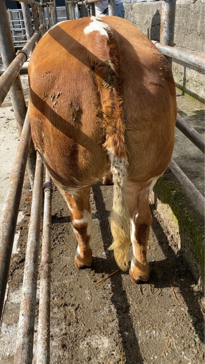 Super Roan Heifer - Image 2