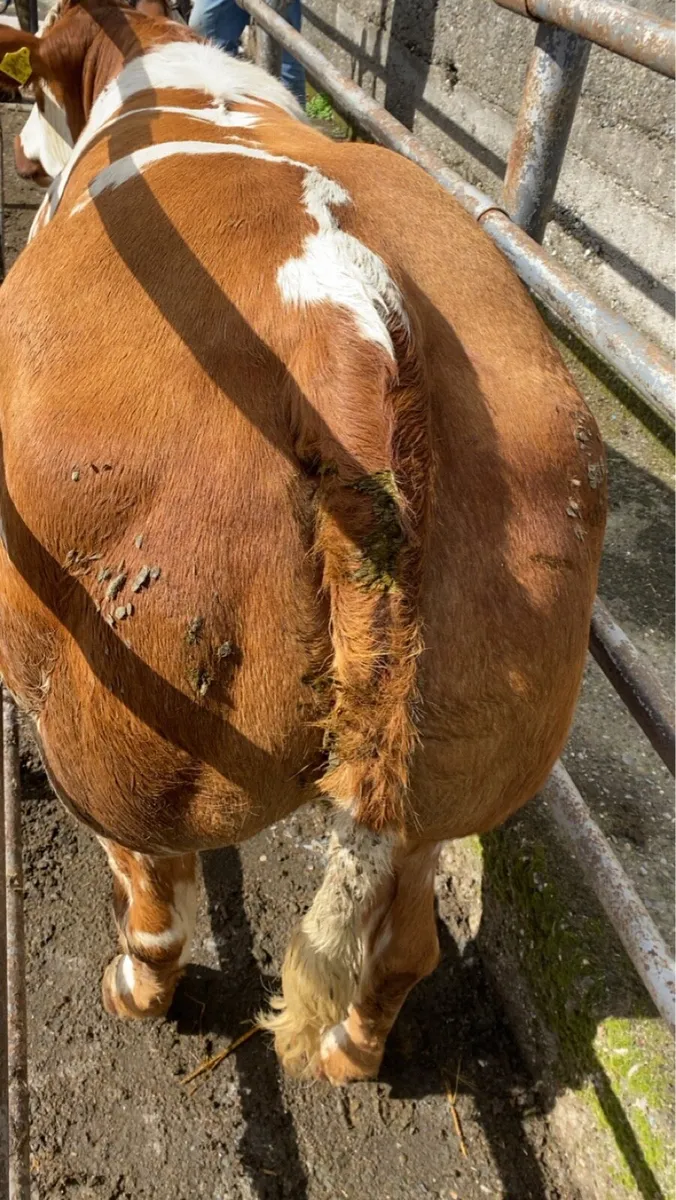 Super Roan Heifer - Image 3