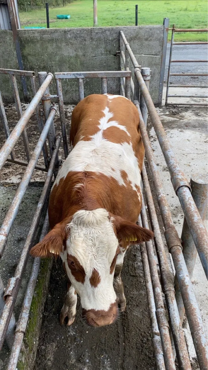 Super Roan Heifer - Image 4