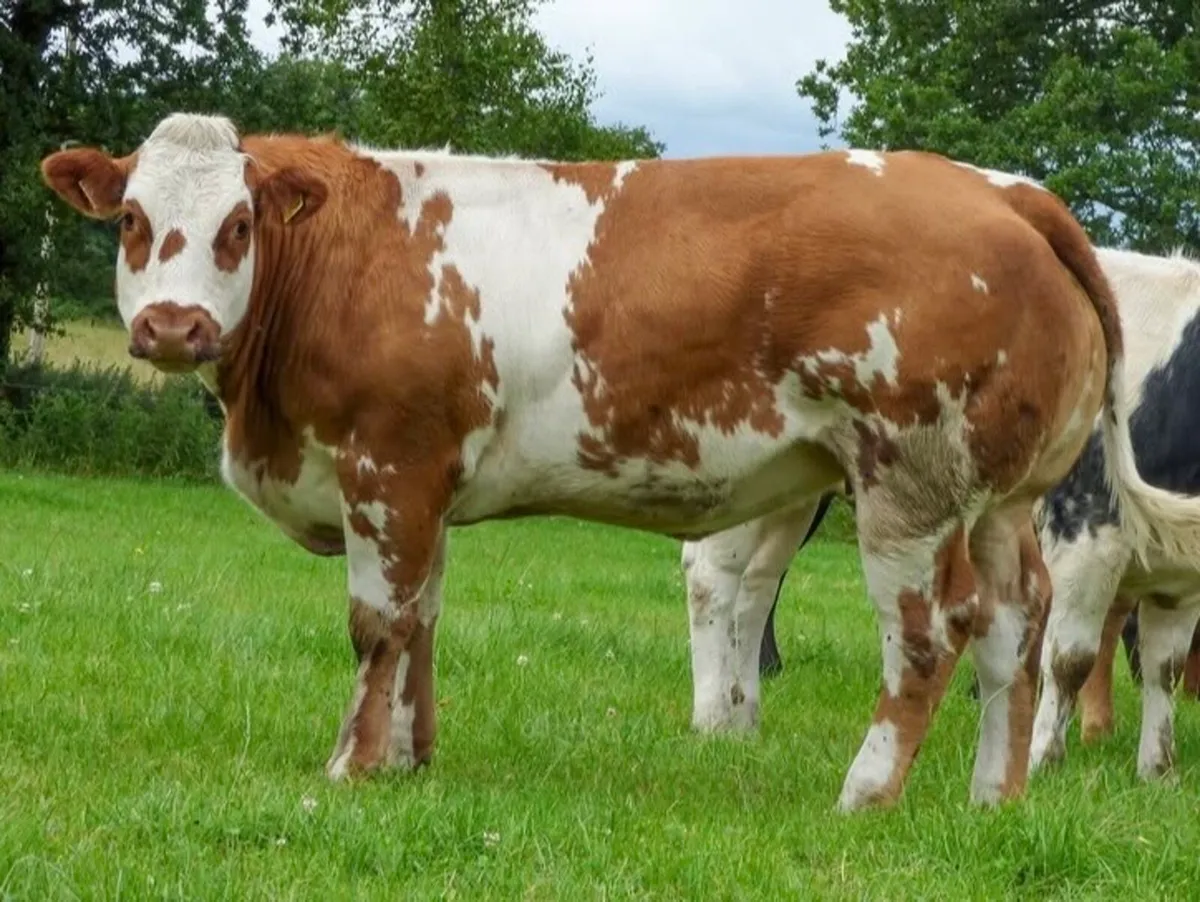 Super Roan Heifer - Image 1