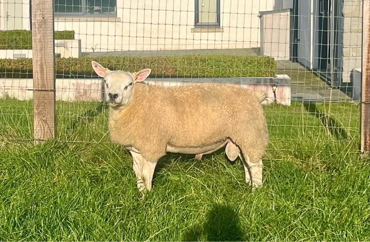 Pedigree Texel Ram Lambs - SIS ELIGIBLE - Image 1