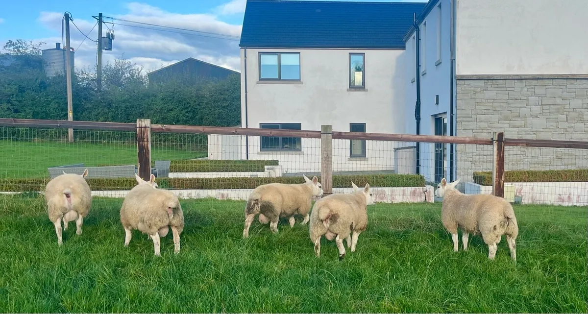 Pedigree Texel Ram Lambs - SIS ELIGIBLE - Image 2
