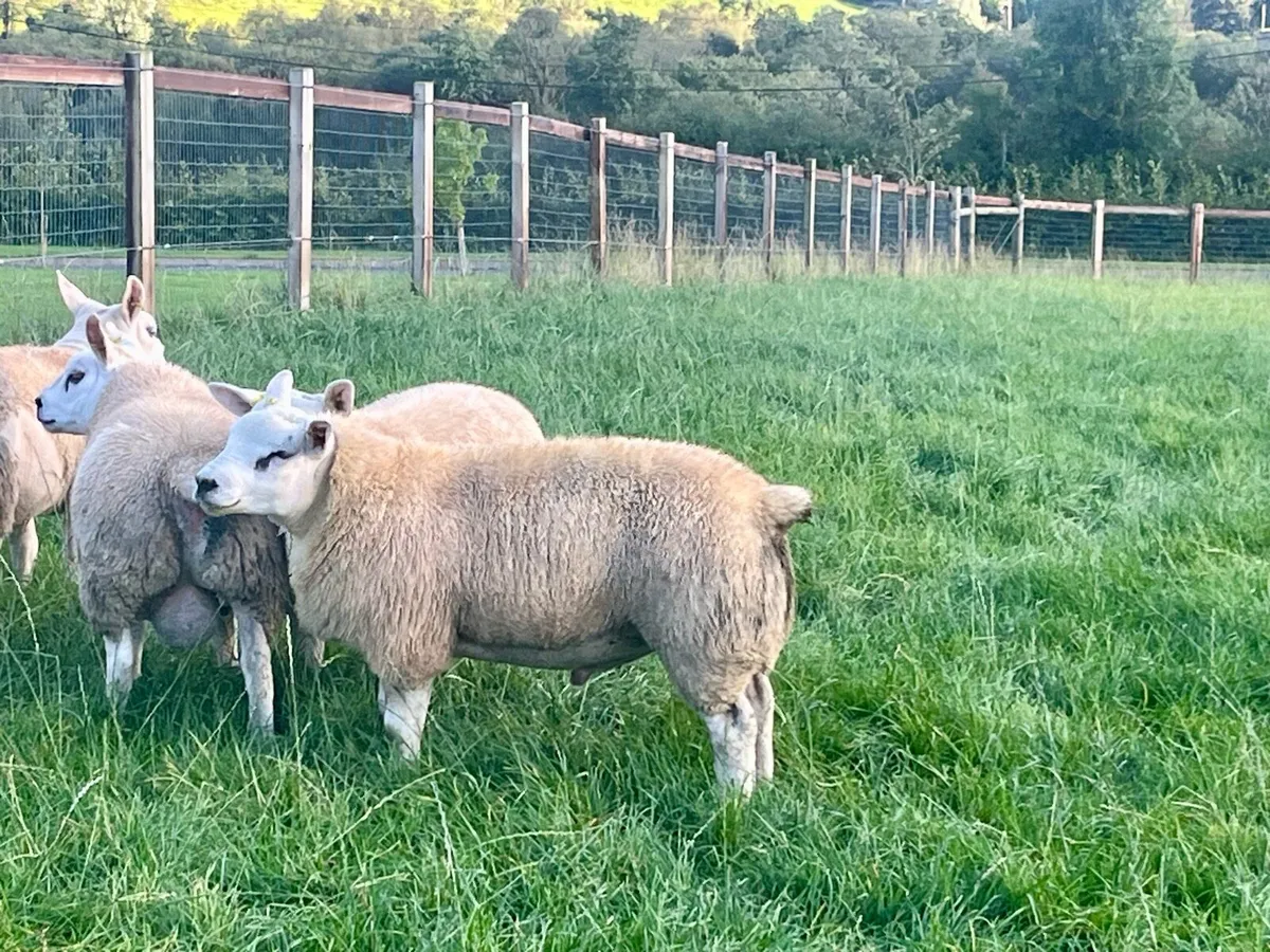 Pedigree Texel Ram Lambs - SIS ELIGIBLE - Image 3
