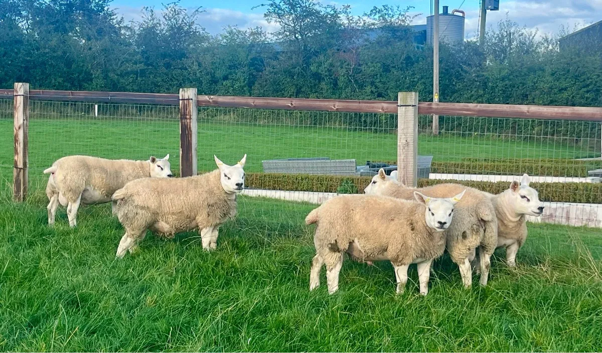 Pedigree Texel Ram Lambs - SIS ELIGIBLE - Image 4