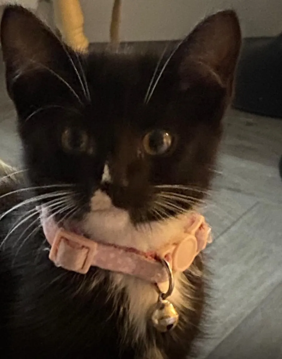 Black and white Kitten - Image 1