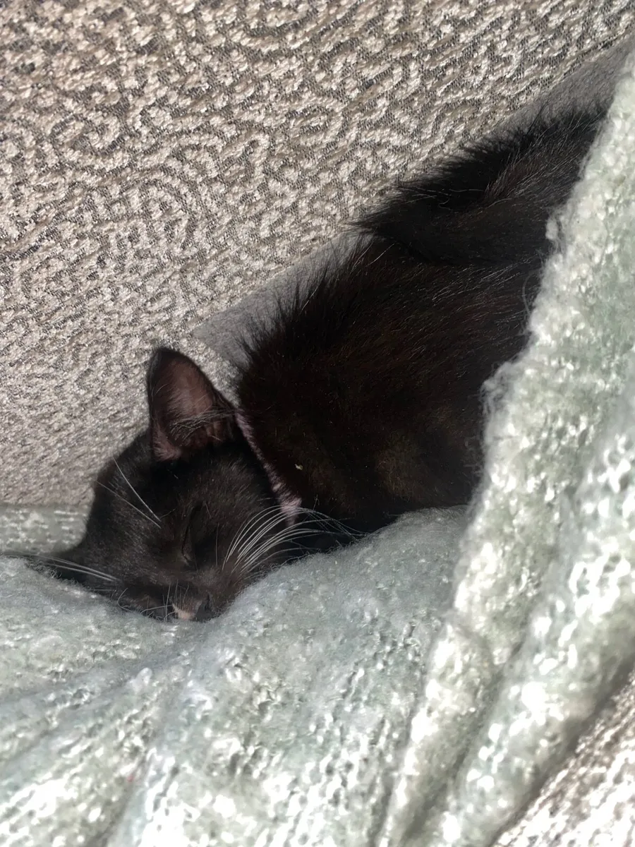 Black and white Kitten - Image 4