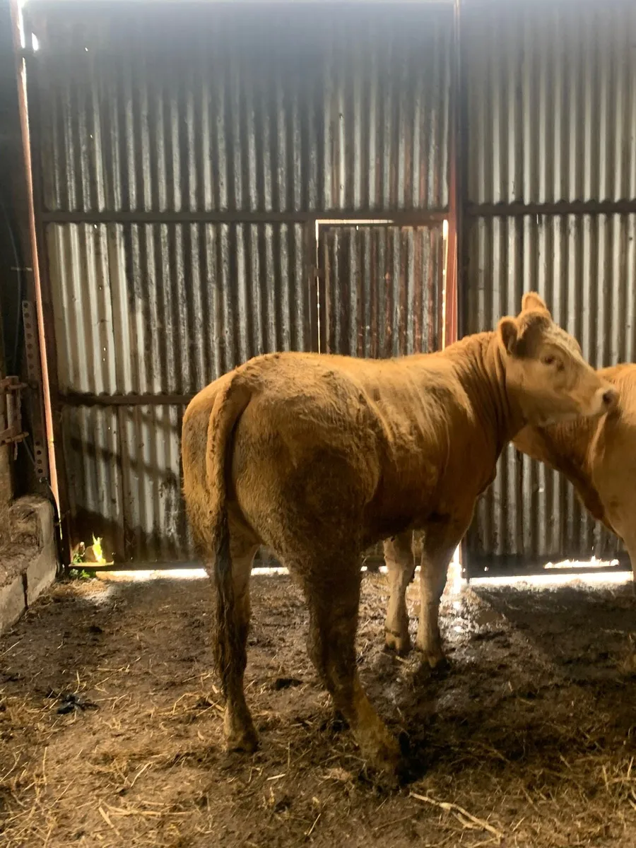 2 super Quality Charlaois Heifers for sale - Image 1