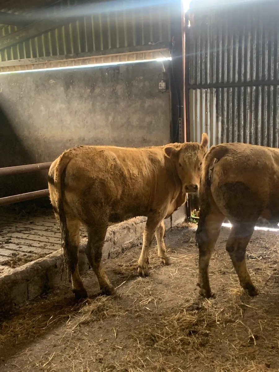 2 super Quality Charlaois Heifers for sale - Image 2
