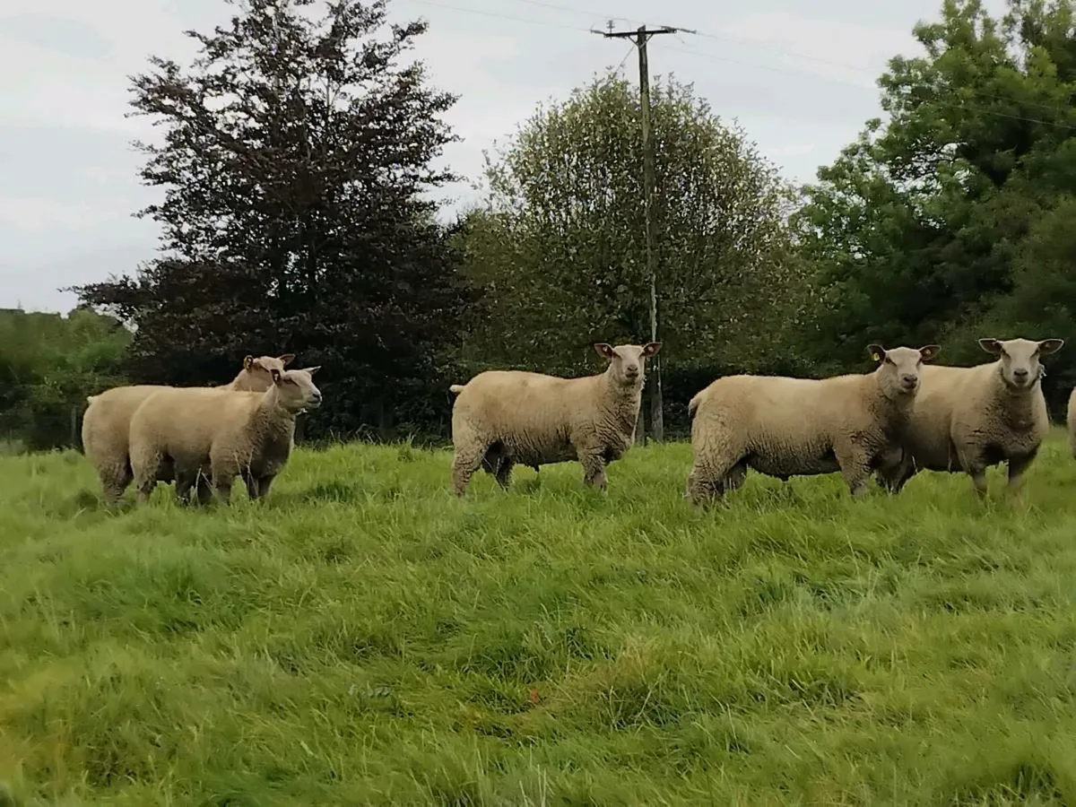 Charollais Ram lambs - Image 2