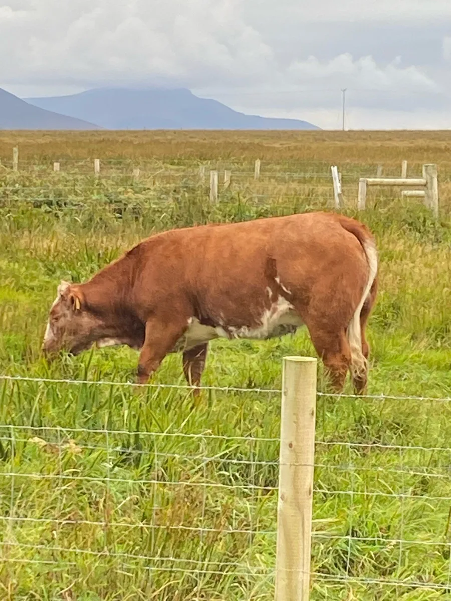 Breeding Heifer  BBX Organic - Image 1