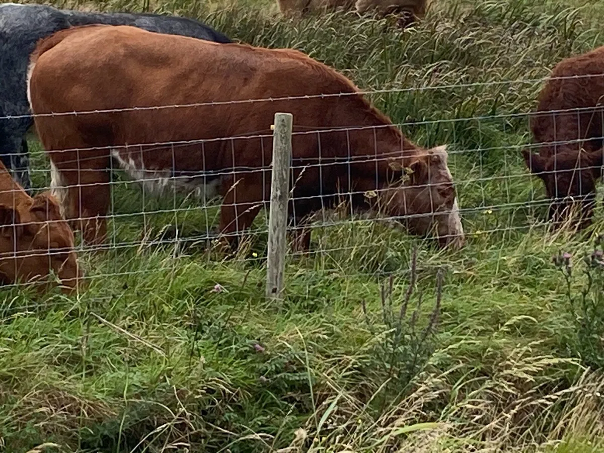 Breeding Heifer  BBX Organic - Image 3