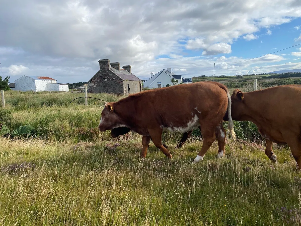 Breeding Heifer  BBX Organic - Image 4
