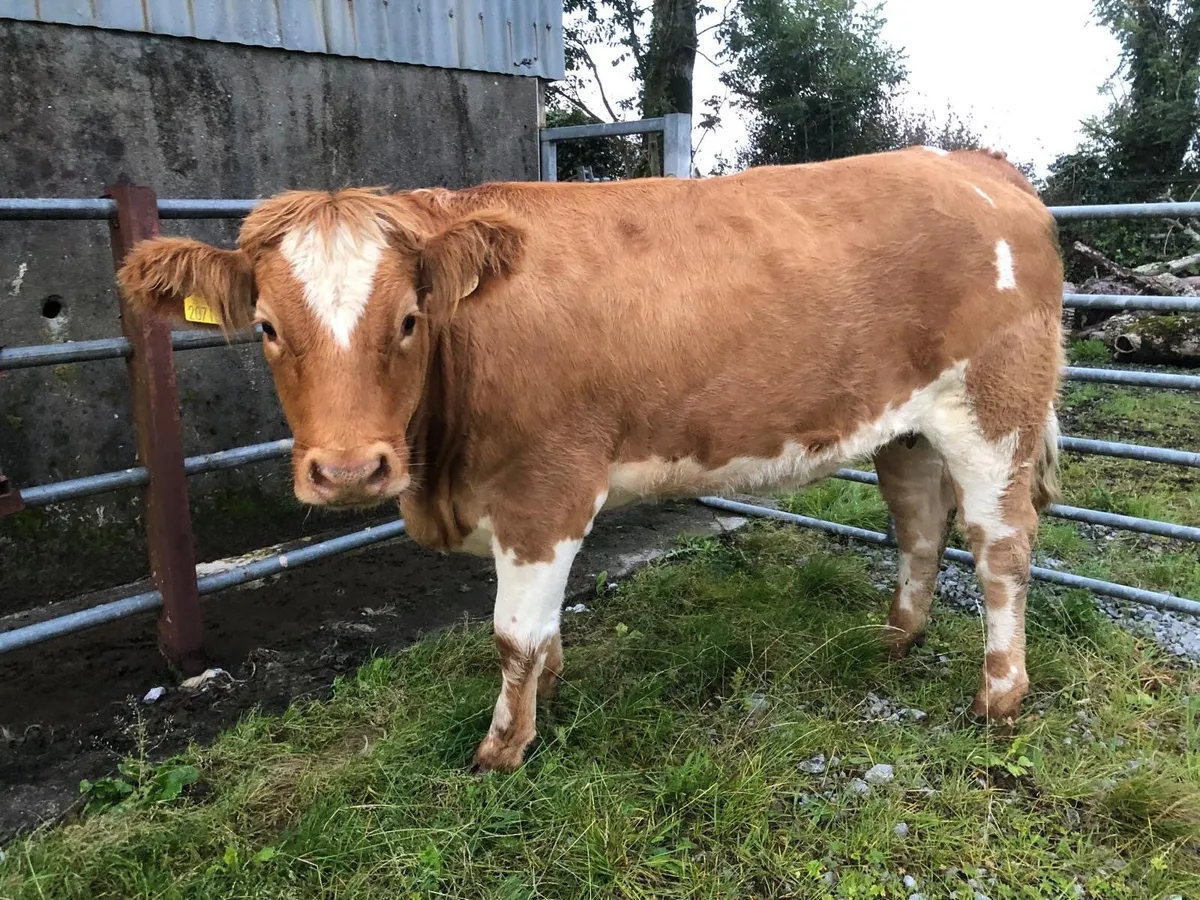 In calf LMX cross heifer - Image 1