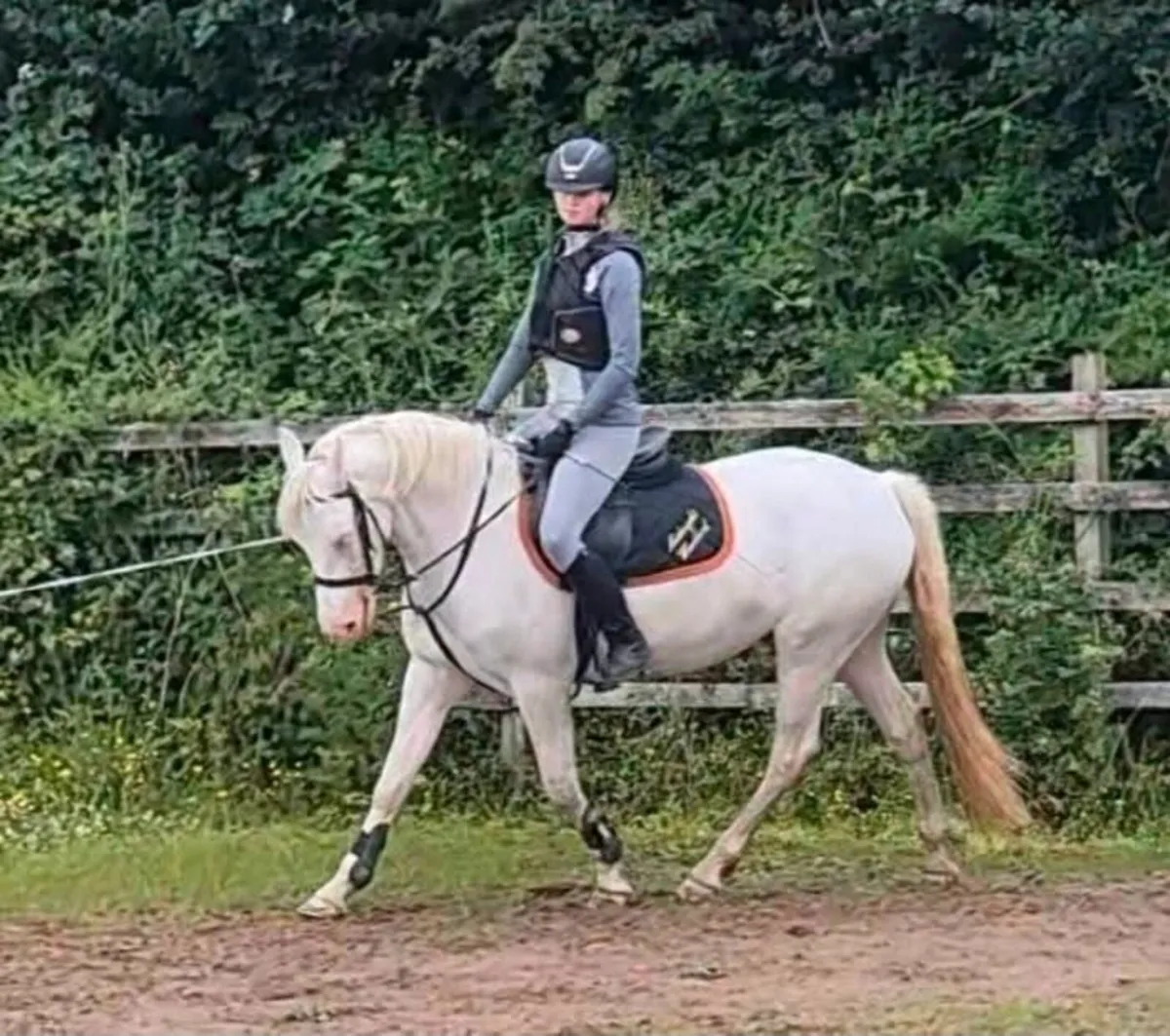 Connemara mare - Image 1