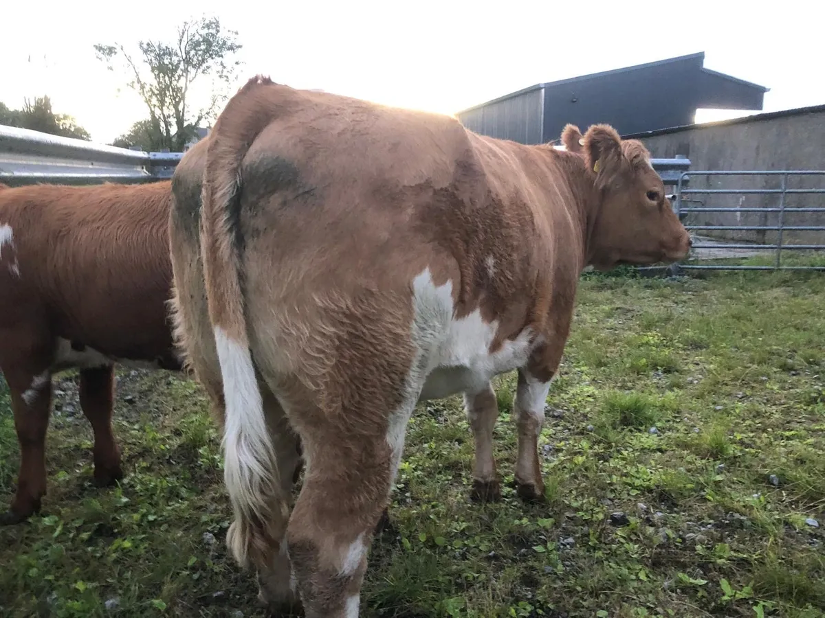In calf LMX cross heifer - Image 2