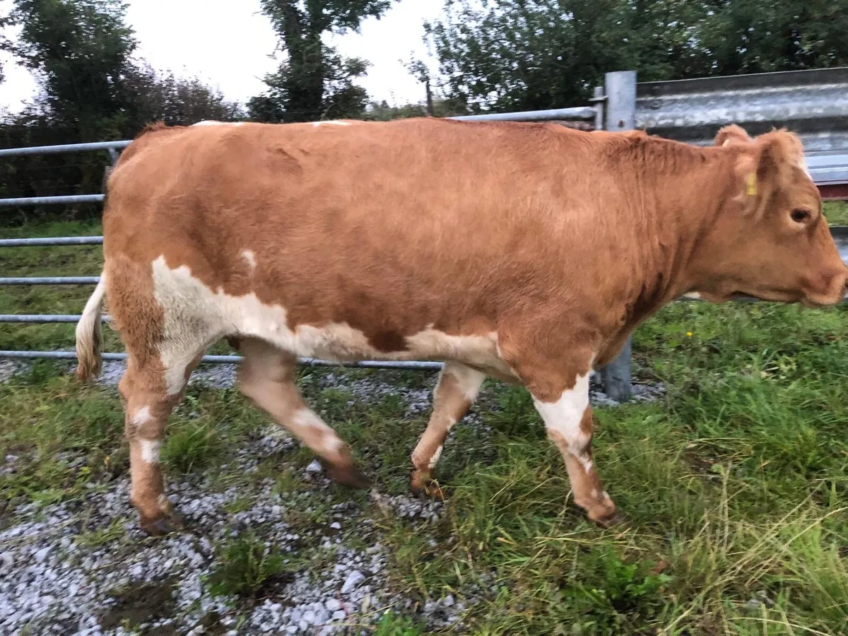 In calf LMX cross heifer - Image 3