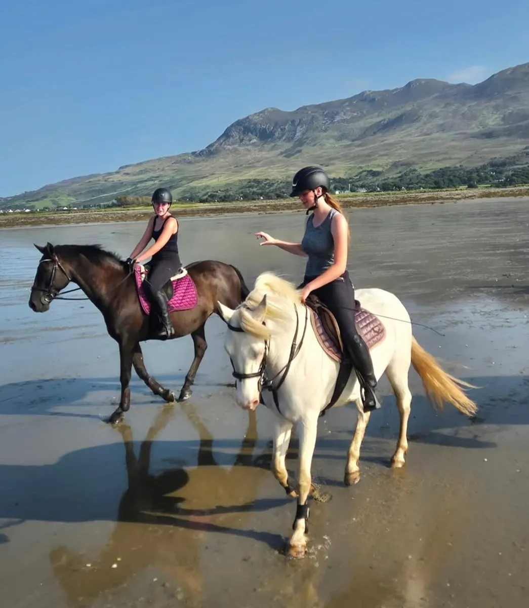 Connemara mare - Image 2