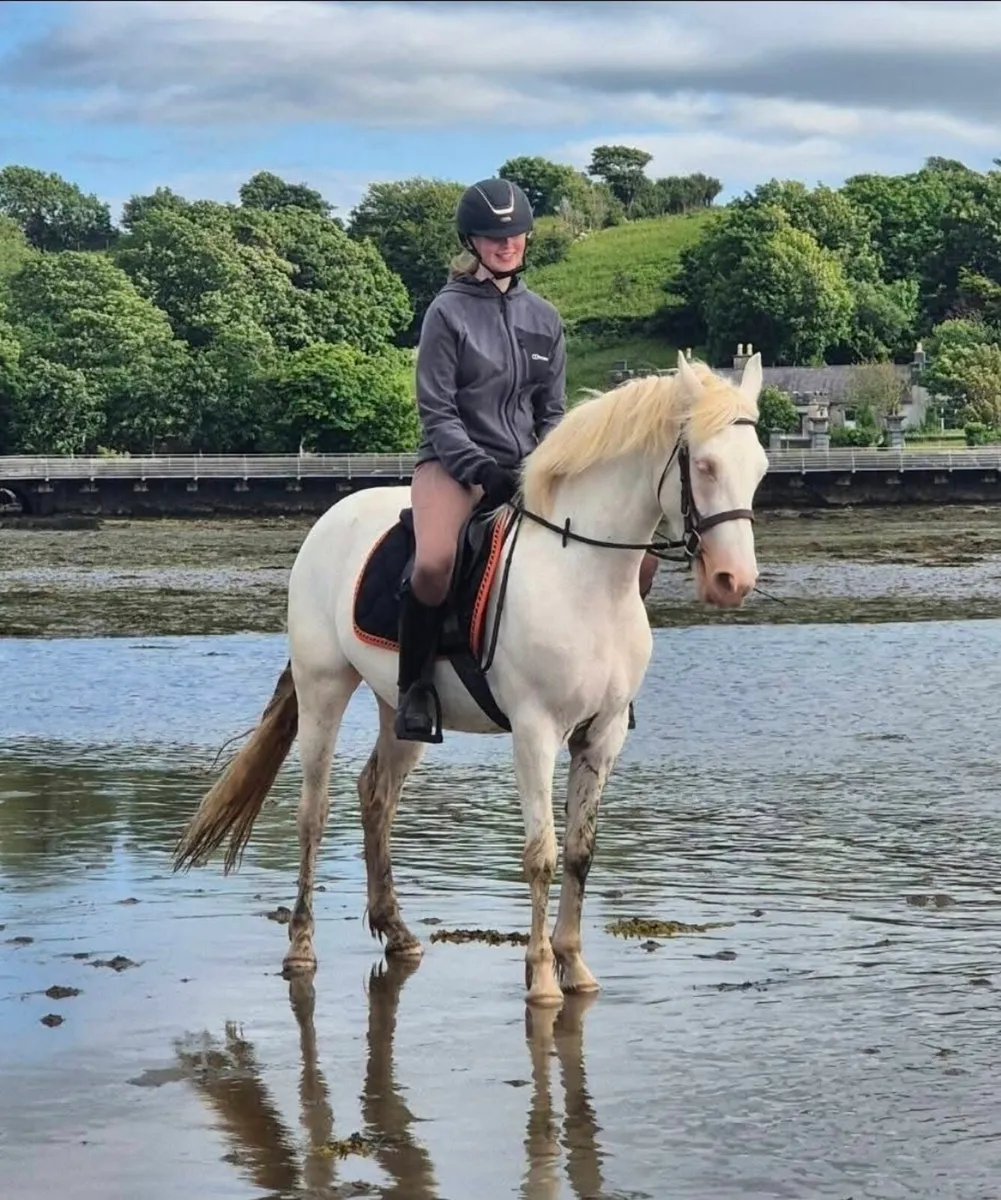 Connemara mare - Image 3