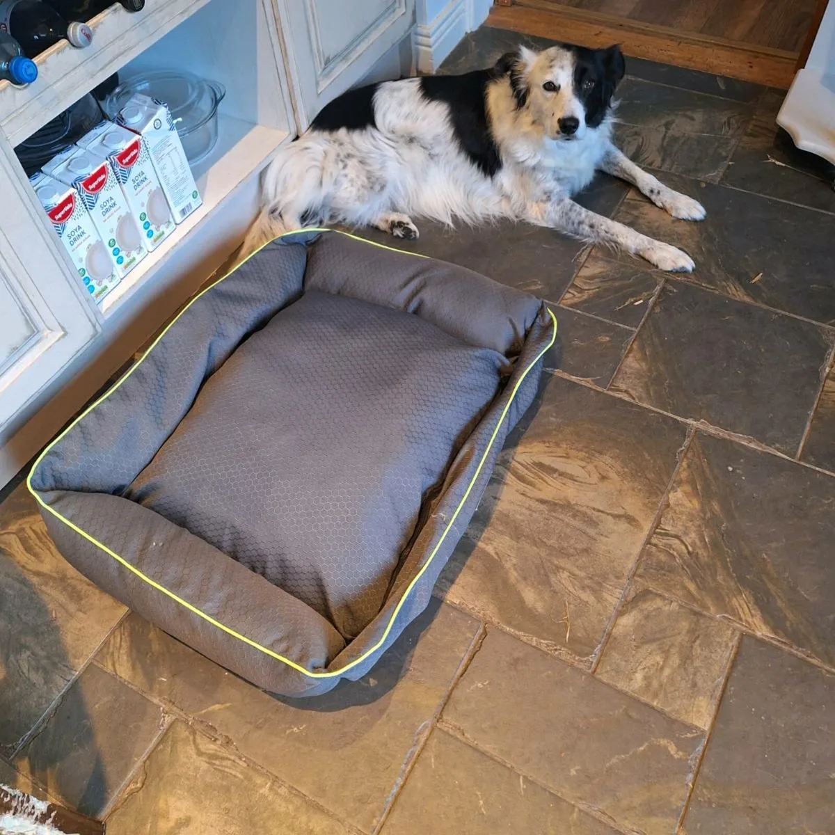 Dog bed
