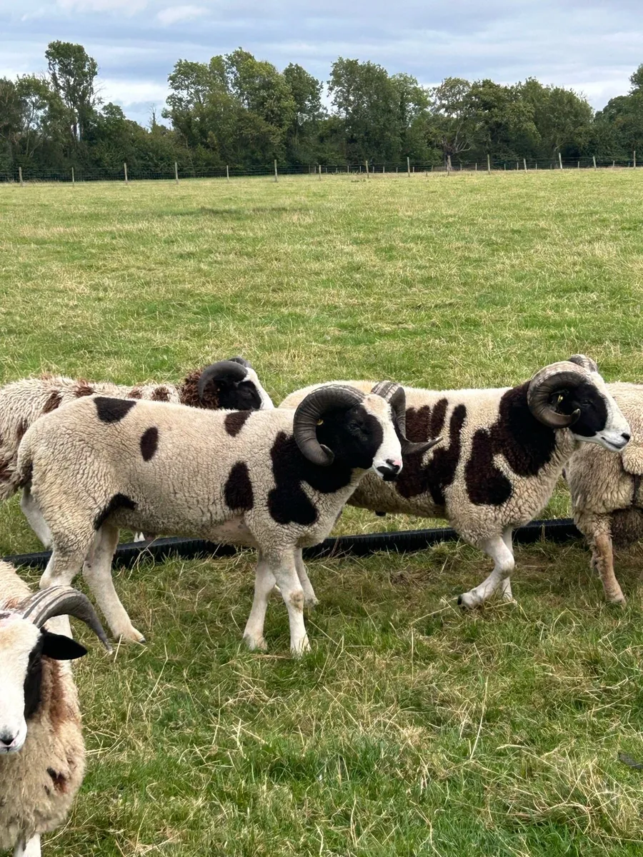 SIS Jacob Hogget Rams - Image 1