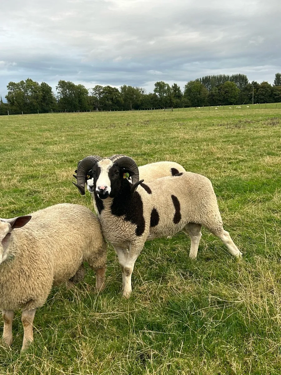SIS Jacob Hogget Rams - Image 2