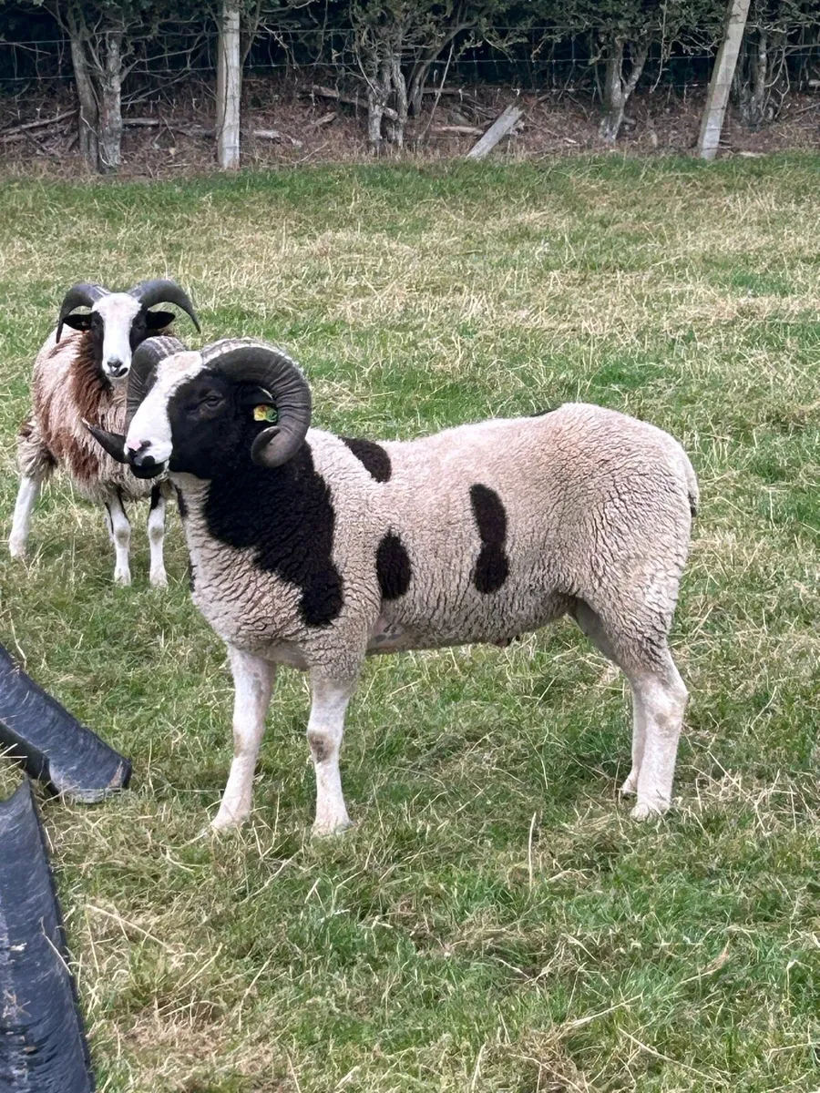 SIS Jacob Hogget Rams - Image 3
