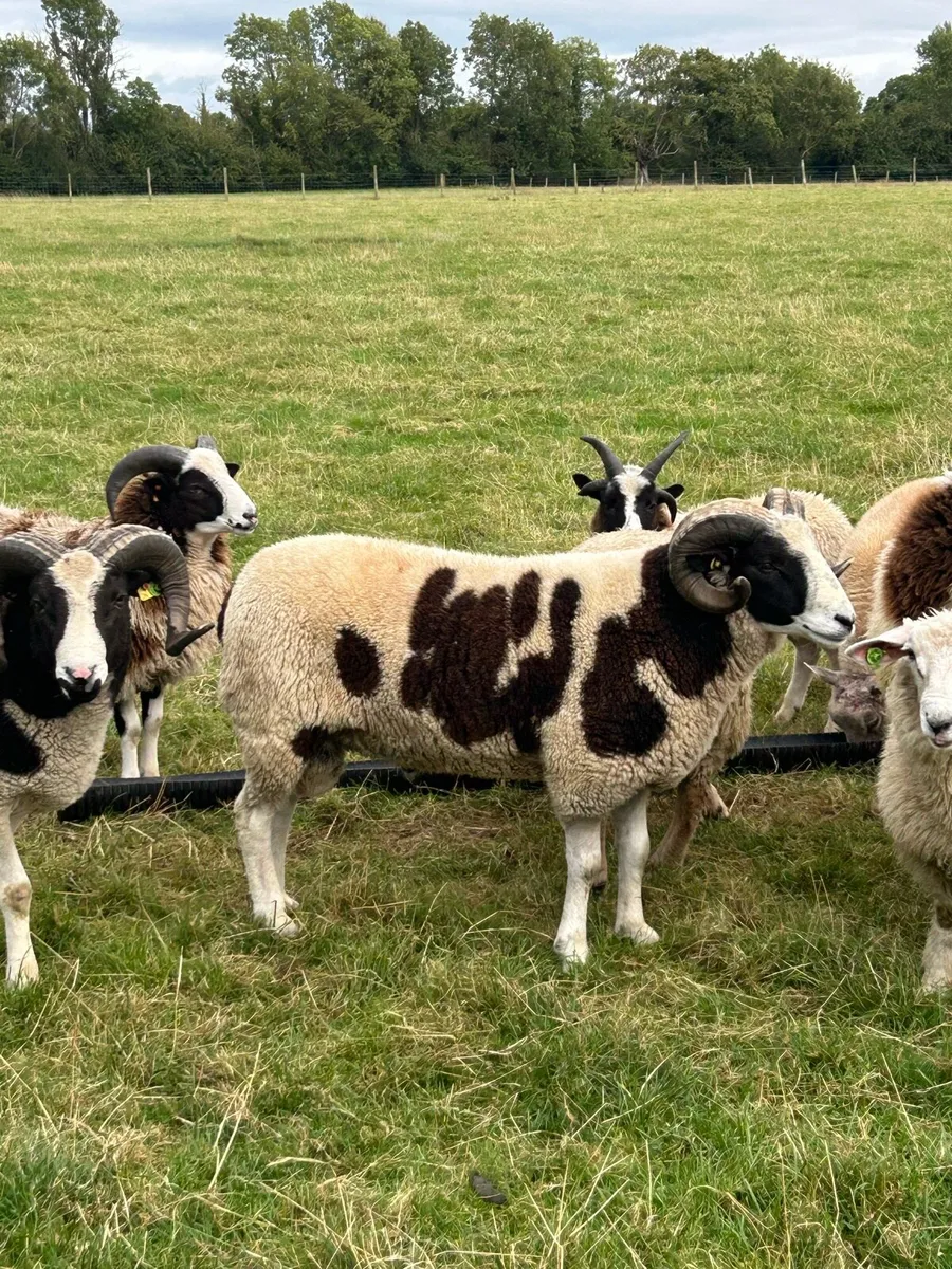 SIS Jacob Hogget Rams - Image 4